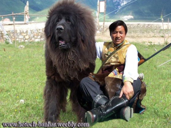 A Mongolian dog (as depicted by the internet).