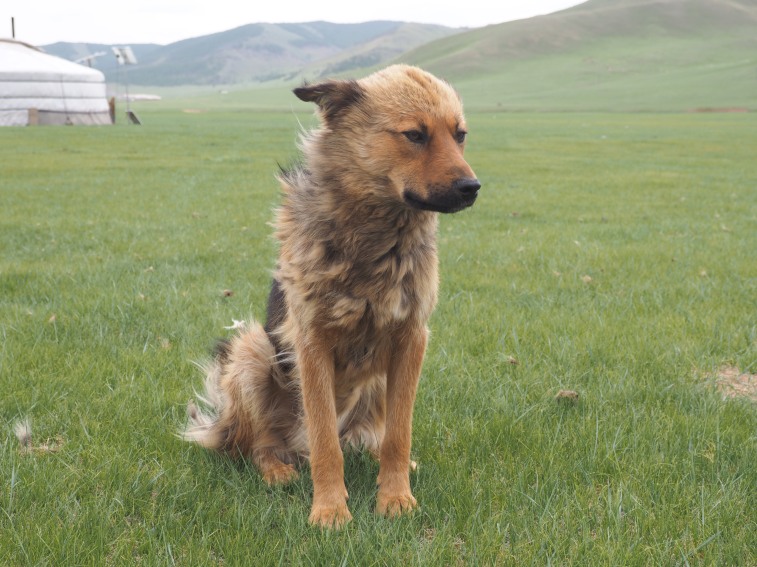 A Mongolian dog, as seen in Mongolia.