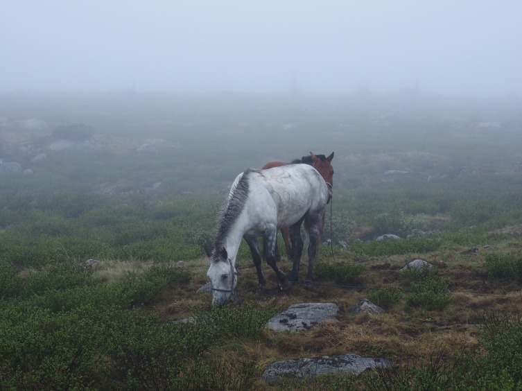 Horses in the mist.